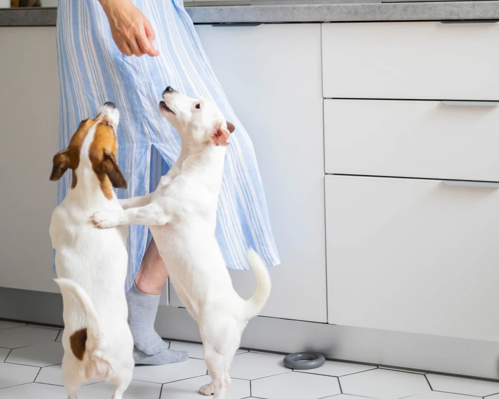 automatic small pet feeder